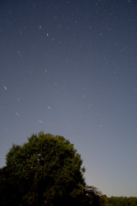 circumpolar star trails above a tree